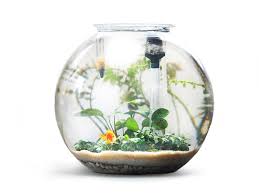 How To Set A Planted Fish Bowl