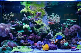 what do you need for a r aquarium
