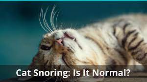 A cat snoring while awake is usually something that should be evaluated by a veterinarian. Cat Snoring While Sleeping Is It Normal Or Should I Be Worried