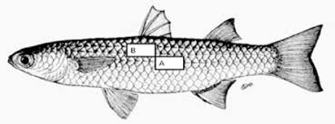 schematic drawing of mugilid fish