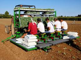 Tomato transplanter - All the agricultural manufacturers - Videos