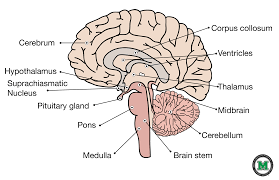 The brainstem nuclei are the nuclei in the brainstem. Musom Graphic Design Image Gallery How To Memorize Things Graphic Design Images Good Books