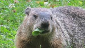 keep hungry groundhogs out of your yard