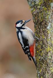 We did not find results for: Great Spotted Woodpecker Spotted Woodpecker Pet Birds Woodpecker