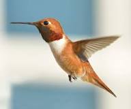 Why do hummingbirds hover in your face?