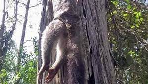 Serpiente come zarigüeya mientras cuelga boca abajo de un árbol en Queensland |  El correo de mensajería