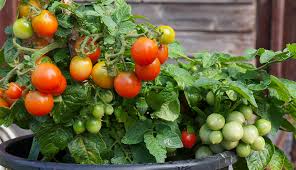 Vegetables That Grow In Containers