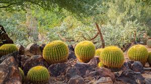 desert botanical garden in camelback