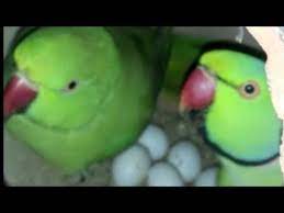 female parrot is ready to lay egg