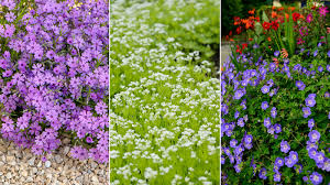 best ground cover plants 10 options
