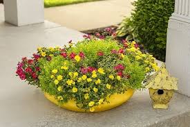 yellow flowers for garden plants