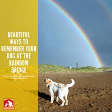 rainbow bridge memorial ideas dog
