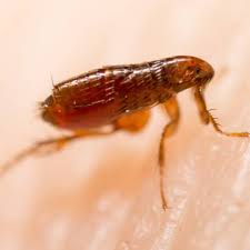 does hot water kill fleas green pest