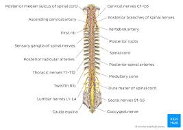 Updates the html of your application. Spinal Cord Anatomy Structure Tracts And Function Kenhub