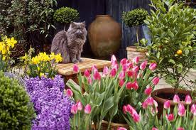 Beautiful bulb flowers can cause problems for your dog if ingested. Common Garden Plants That Are Toxic To Cats
