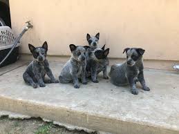 When brits emigrated to australia, they aussie cattlemen wanted a dog that could work hard in the hot, dry climate. Australian Cattle Dog Puppies For Sale Earlimart Ca 358118