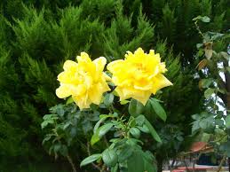 yellow rose flower wallpaper 63 images