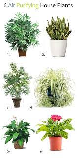 Air Purifying House Plants