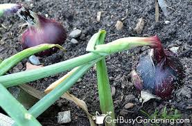 Growing Onions The Complete How To
