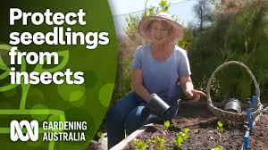 how to protect lettuce seedlings from
