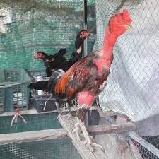 Sabung ayam biasanya ilegal dan identik dengan perjudian, namun berbeda dengan gelaran derby pelaku judi sabung ayam di tongkonan palasa, lembang (desa) tondon matallo, kecamatan. Gambar Ayam Saigon Asli Kami