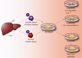 Healthy human liver concept illustration. Organoids Of Liver Diseases From Bench To Bedside