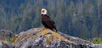 5 places to see eagles in bc super