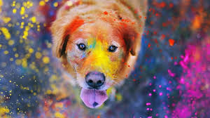 colorful powders dog hd wallpaper peakpx