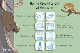 how to keep mice out of your house