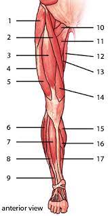 free anatomy quiz muscles of the