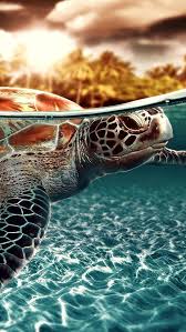 100 Sea Turtle Iphone Wallpapers