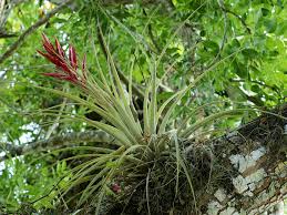 Enjoy your holidays along with your favored ones and family members! Tillandsia Wikipedia