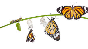 raising monarch caterpillars