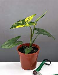 Plant Proper gambar png
