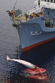 Image result for japan whaling