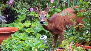 soap helps keep deer out of your garden