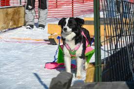 weight pull northern pines sled dog race