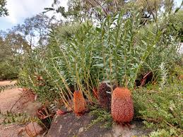 Exploring The Plants Of Western Australia