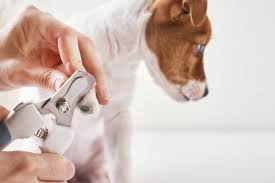 how to cut dog nails expert tips for