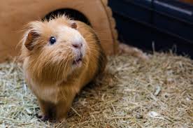 guinea pig husbandry and preventative