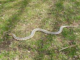 The giant garter snake is not dangerous. Is This A Garter Snake Northern Illinois Found Several Of These In A Forest Preserve I Think Mating Whatsthissnake