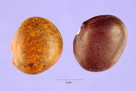 Phaseolus maculatus - Wikipedia
