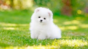 hd cute dog background puppy wallpapers