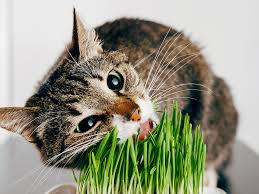 8 Indoor Plants Safe For Cats The Wildest