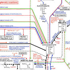 A Cut Out From The Biochemical Pathways Wall Chart