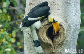 Chinese photographers capture rare pictures of great hornbill sealing up tree hole - People's Daily Online