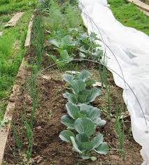 Sewing Row Covers For The Vegetable Garden