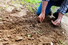 sand or soil what is best for your