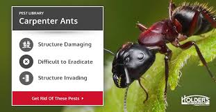 carpenter ant identification facts