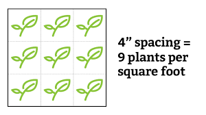 square foot garden spacing what you
